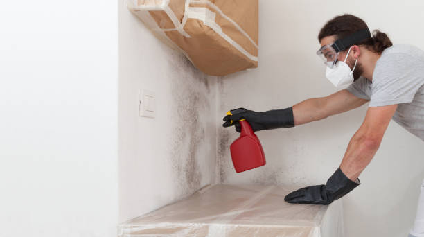 Professional Black Mold Remediation technician working in Crystal Beach, FL