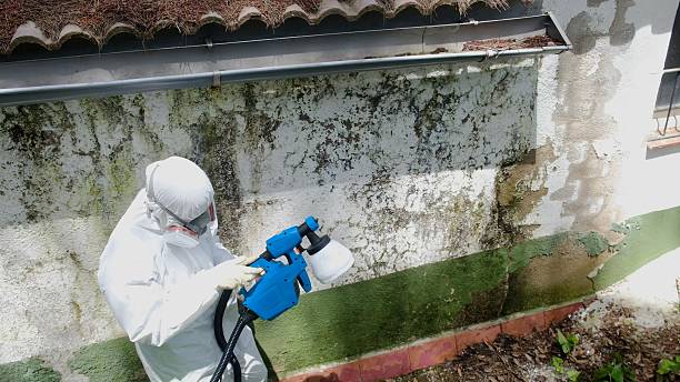 Top rated local Black Mold Remediation specialists in Crystal Beach, FL